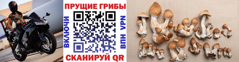 kraken онион  где продают наркотики  shop какой сайт  Галлюциногенные грибы Psilocybine cubensis  Новосибирск 